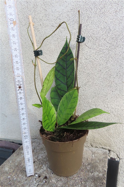Hoya callistophylla KAL 16 Star of Samoa – Bild 2