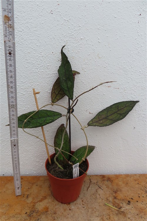 Hoya clemensiorum Dark Leaf – Bild 3