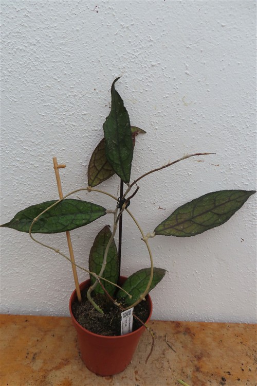 Hoya clemensiorum Dark Leaf – Bild 2