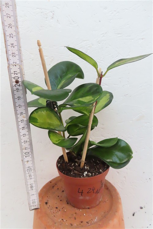 Hoya australis Lisa – Bild 3