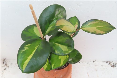 Hoya australis Lisa – Bild 2