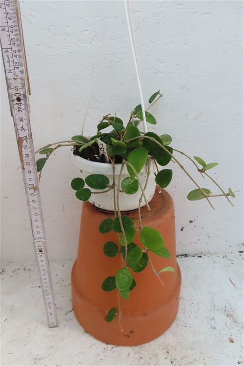 Hoya mathilde – Bild 2