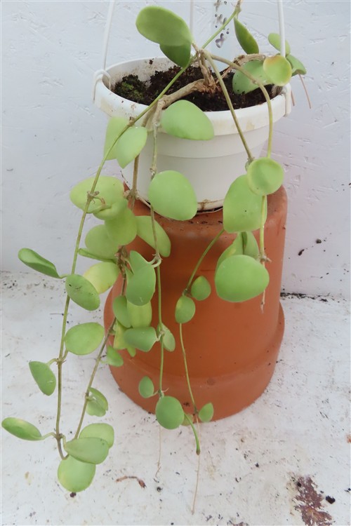 Hoya brevialata – Bild 3