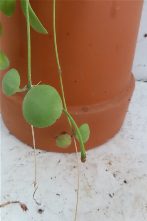 Hoya brevialata – Bild 2