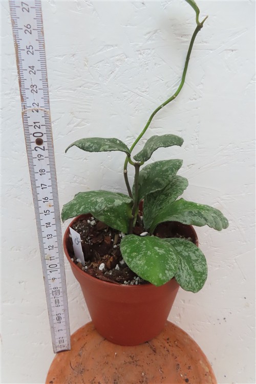 Hoya Waymaniae Kapuas – Bild 2