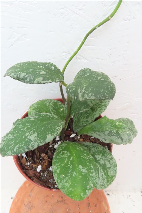 Hoya Waymaniae Kapuas – Bild 3