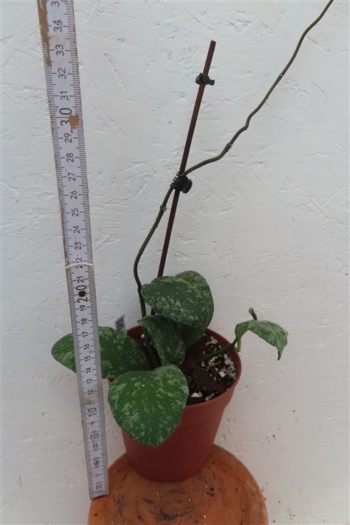 Hoya Waymaniae Kapuas – Bild 2