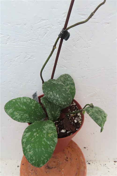 Hoya Waymaniae Kapuas – Bild 3