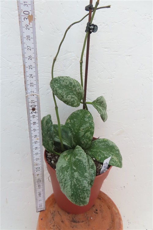 Hoya Waymaniae Kapuas – Bild 2