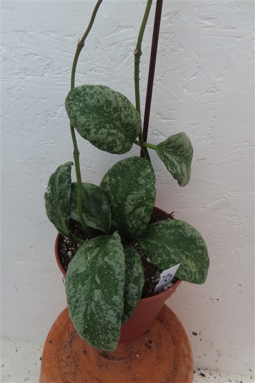 Hoya Waymaniae Kapuas – Bild 3