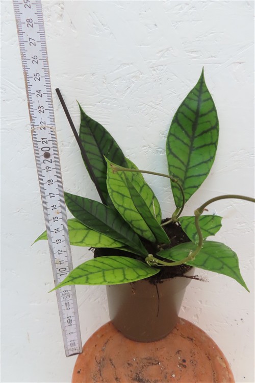 Hoya callistophylla KAL 16 Star of Samoa – Bild 2