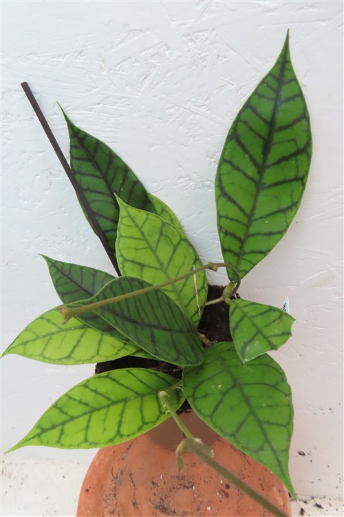 Hoya callistophylla KAL 16 Star of Samoa – Bild 3