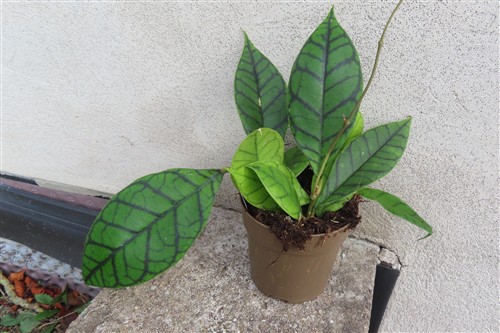 Hoya callistophylla KAL 16 Star of Samoa – Bild 3