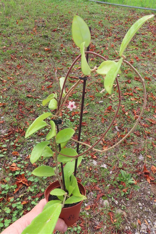 Hoya allg.