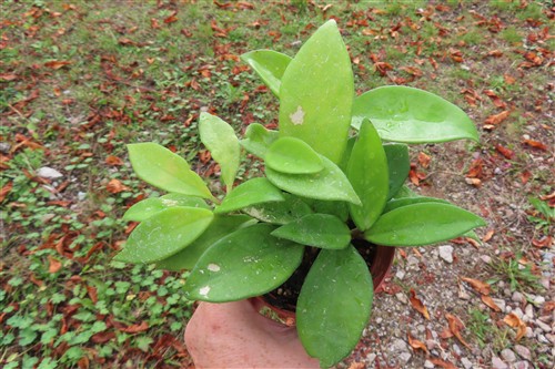 Hoya allg.
