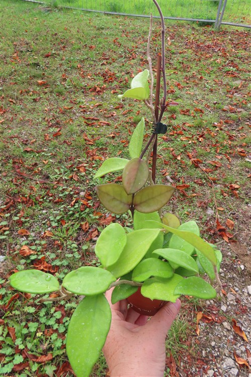 Hoya allg.