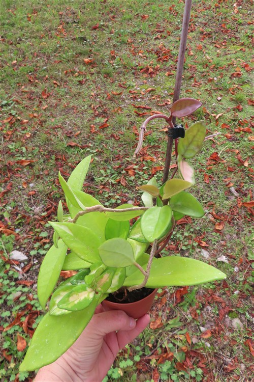 Hoya allg.