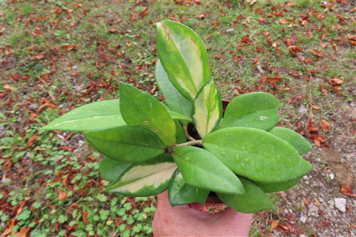Hoya allg.