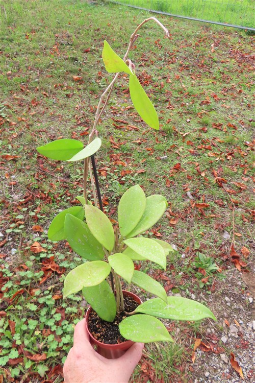 Hoya allg.