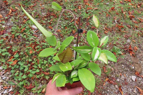 Hoya allg.