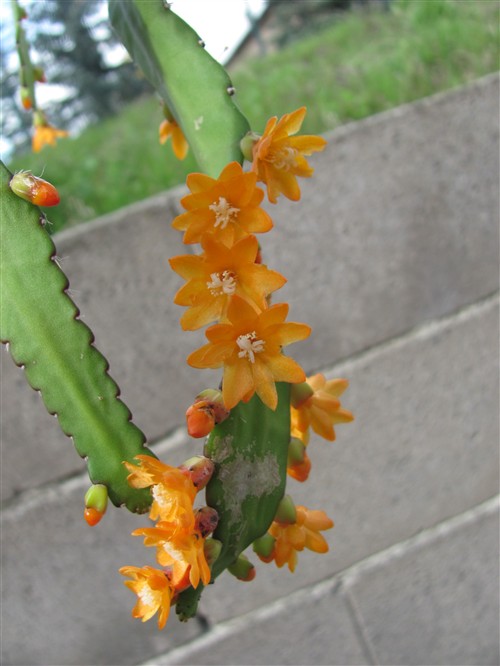Lepismium monacanthum