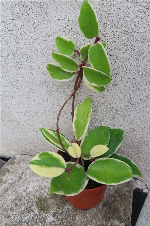 Hoya carnosa Flamingo Dream