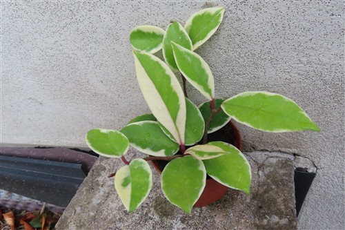 Hoya carnosa Flamingo Dream