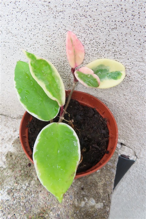 Hoya carnosa Flamingo Dream
