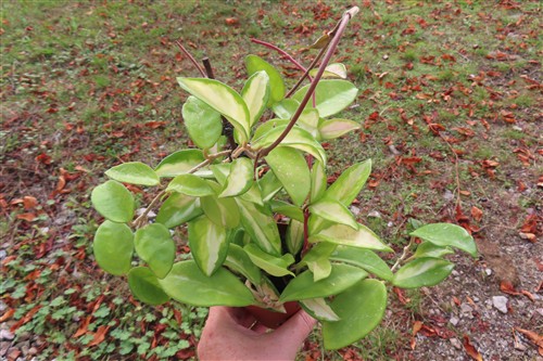 Hoya carnosa tricolor