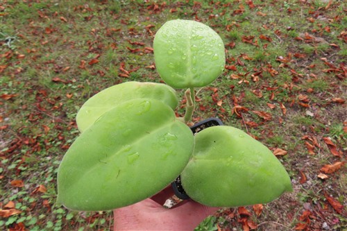 Hoya calycina stargazer