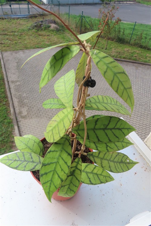 Hoya callistophylla KAL 16 Star of Samoa