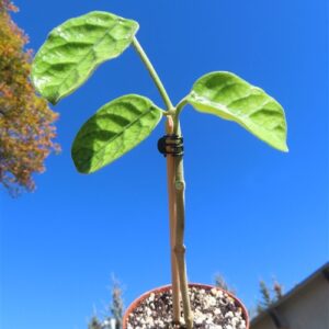 Hoya villosa Vietnam