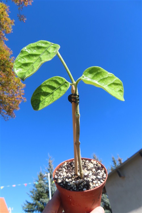 Hoya villosa Vietnam
