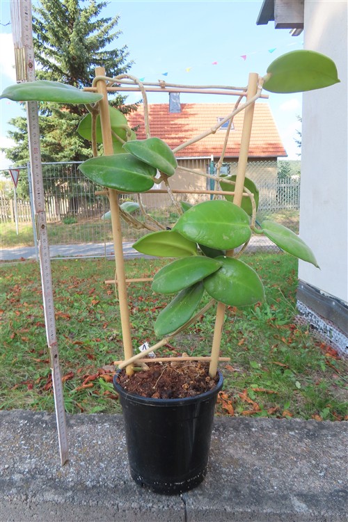 Hoya calycina stargazer