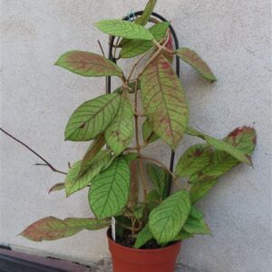 Hoya Sabah