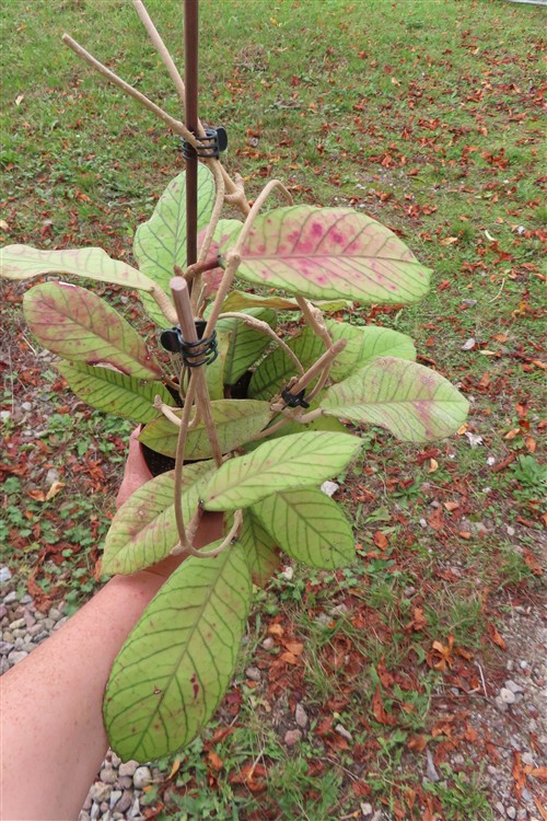 Hoya Sabah
