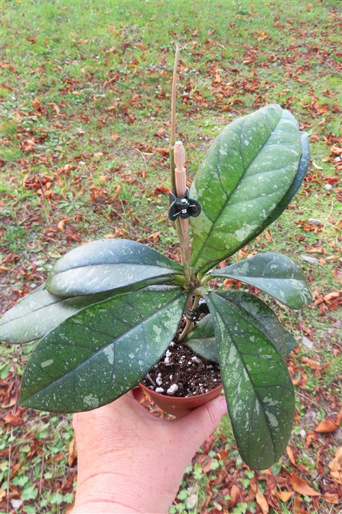 Hoya crassipetiolata splash Round Leaf