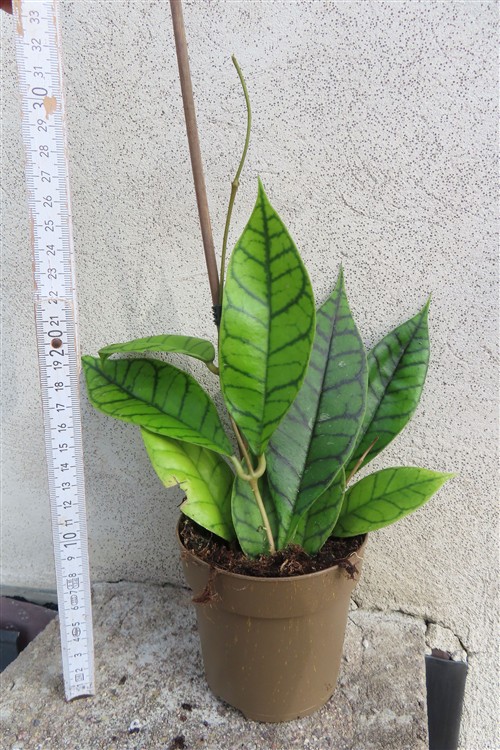 Hoya callistophylla KAL 16 Star of Samoa