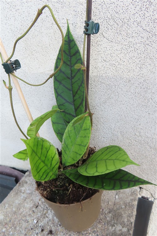 Hoya callistophylla KAL 16 Star of Samoa