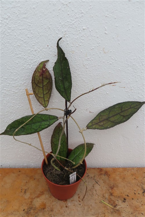 Hoya clemensiorum Dark Leaf