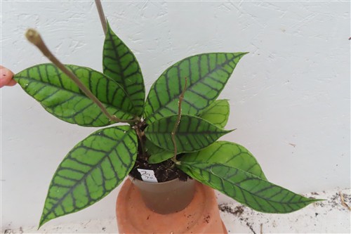 Hoya callistophylla KAL 16 Star of Samoa