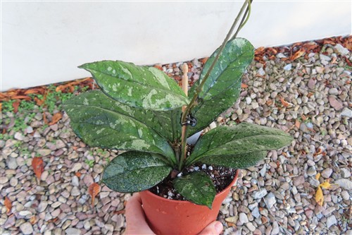 Hoya crassipetiolata splash