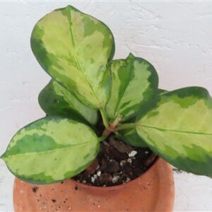 Hoya australis Lisa