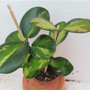Hoya australis Lisa