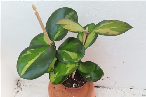 Hoya australis Lisa