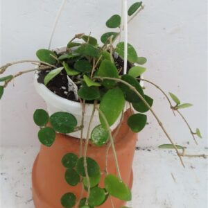 Hoya mathilde