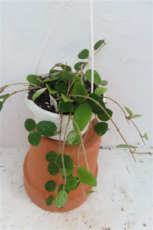 Hoya mathilde