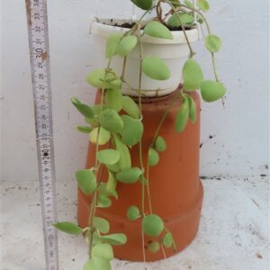 Hoya brevialata