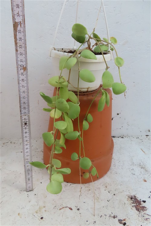 Hoya brevialata