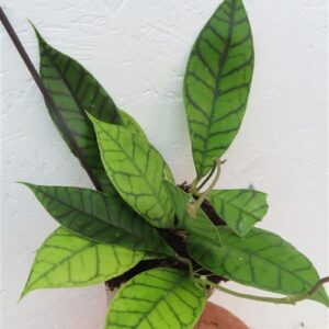 Hoya callistophylla KAL 16 Star of Samoa
